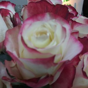 Meet your Posher, Alicia